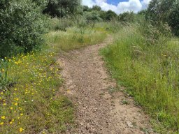 Flora del Cerro Masatrigo